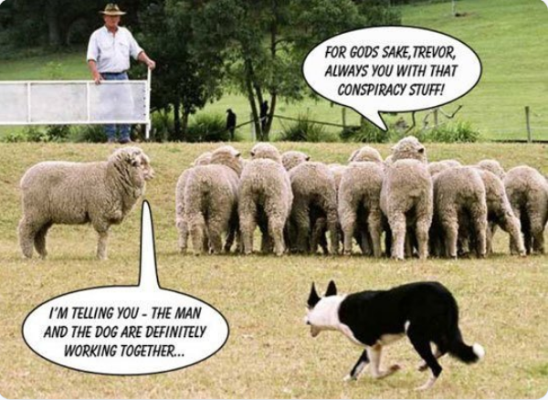 Sheeps and
                    conspiration